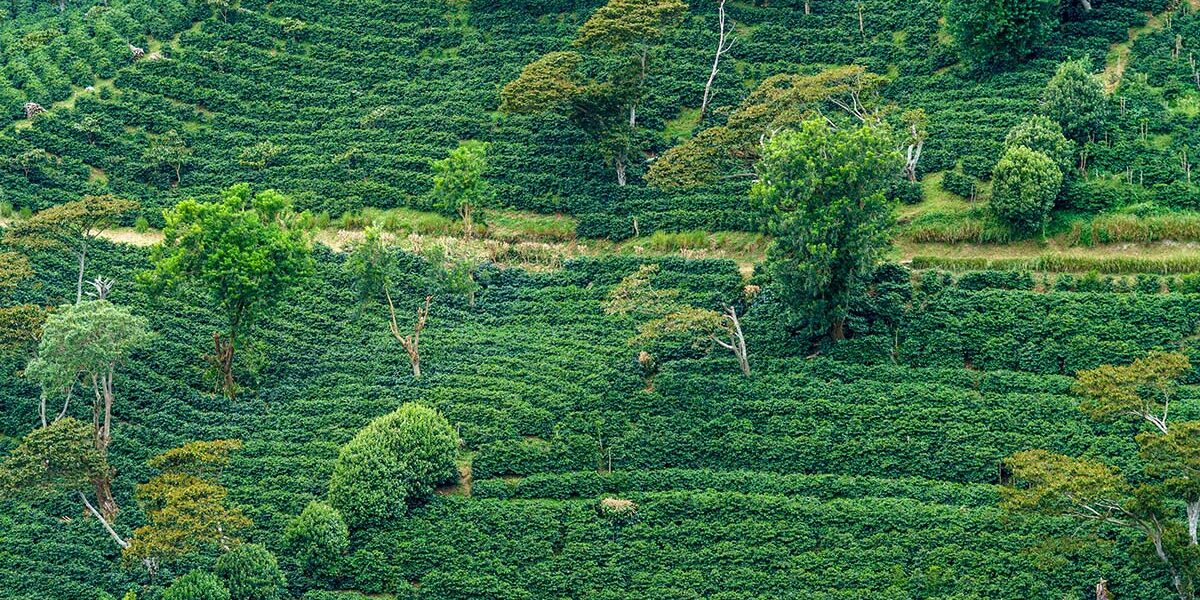 Verdant terraces of coffee plants in Boquete Panama